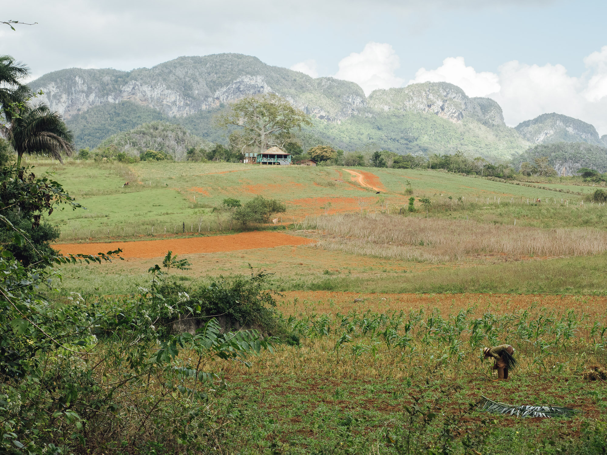 Tobacco farmer
